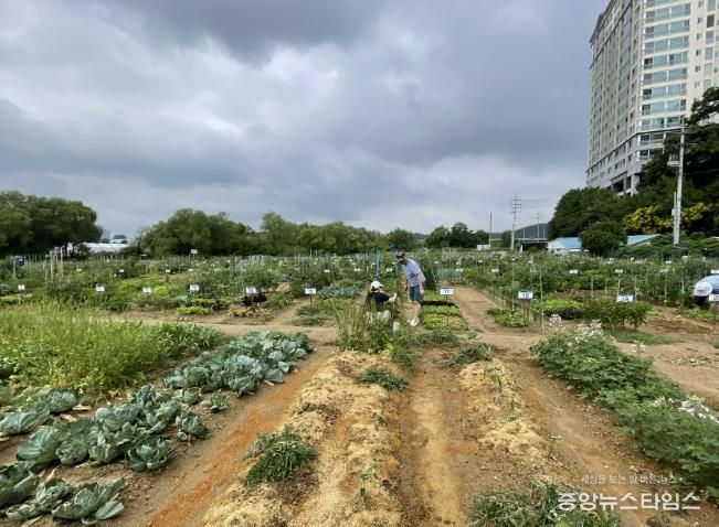 용인특례시는 오는 2월 3일부터 13일까지 용인시민농장에서 텃밭을 가꿀 도시농부 총 815팀을 모집한다.(용인시 제공)