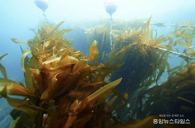 유용해조류 조성사업