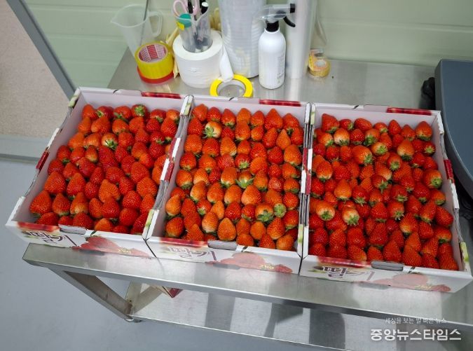스마트팜 딸기 기부로 지역사회 온기 더하다
