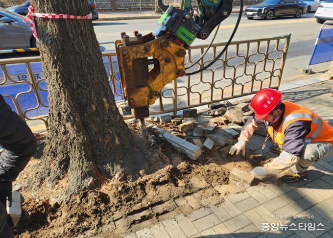 고양시 일산서구, 킨텍스로 일원 가로수 보호틀 정비 완료