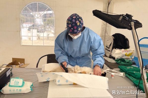 옹진군, 동물보호단체와 합동 수의료 봉사활동
