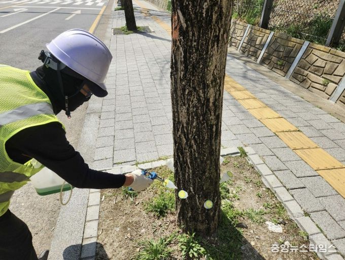 은행나무 결실억제 작업 모습