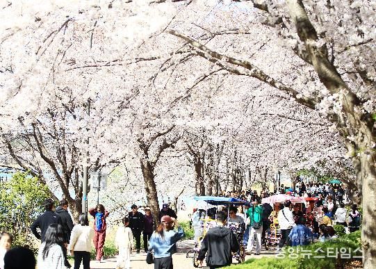 영랑호 벚꽃축제 전경