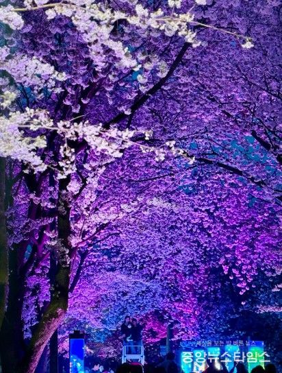 김포시와 김포문화재단은 11일과 12일, 2026 김포벚꽃축제 ‘오롯이 벚꽃’을 개최했다.