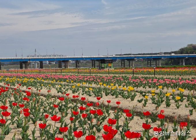 여주시민공원 아름다운 튤립, 주말 만개 기대